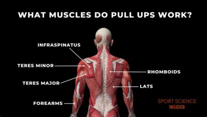 Which muscles do pull ups work?