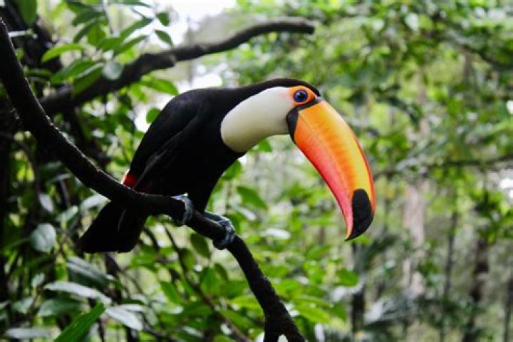 Which rainforest do toucans live in?