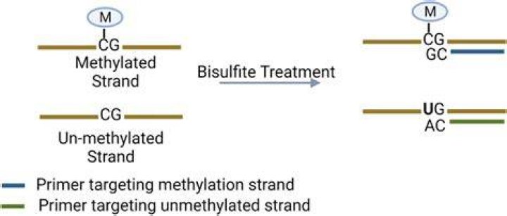 Which strands are methylated?