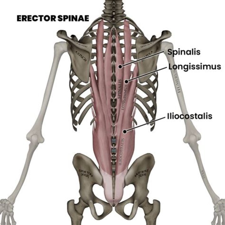 Who discovered erector spinae?