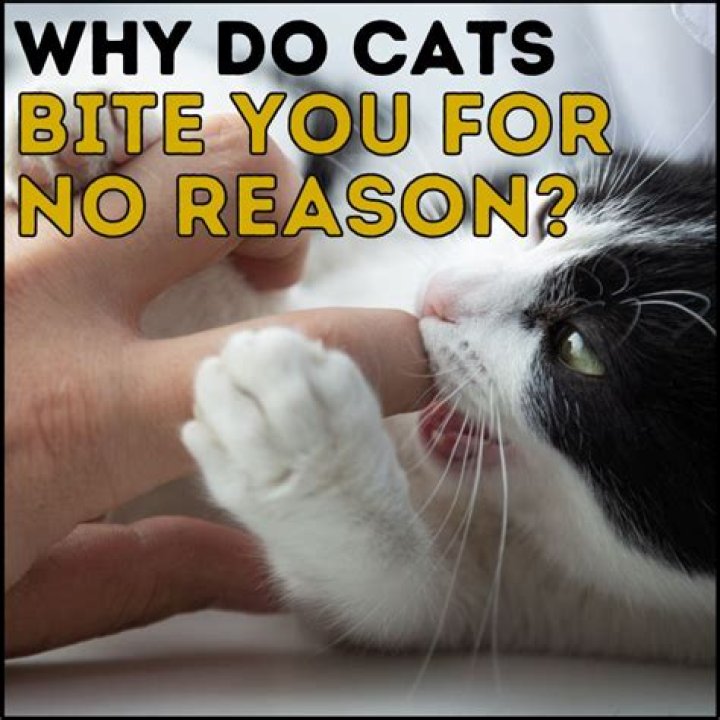 Who do cats bite?