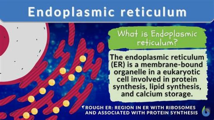 Who does the rough endoplasmic reticulum do?