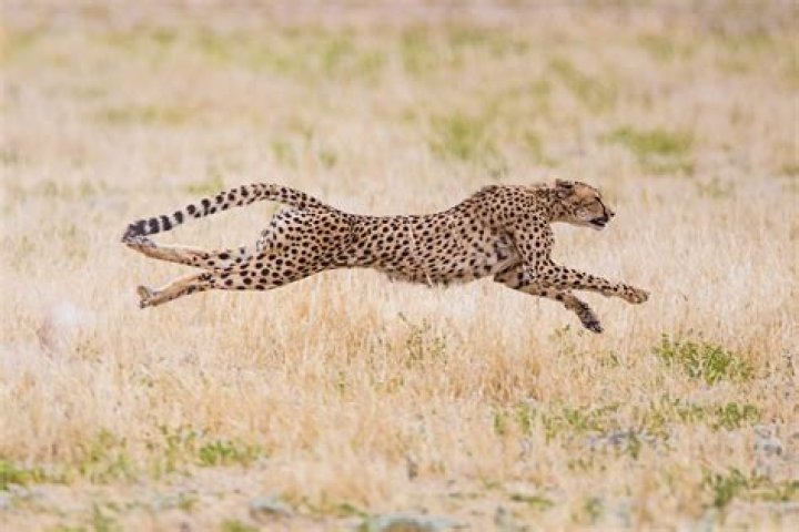 Why are cheetahs so fast?