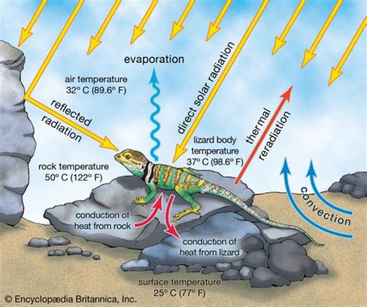 Why are geckos ectotherms?