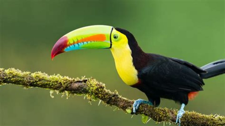 Why are toucans endangered?