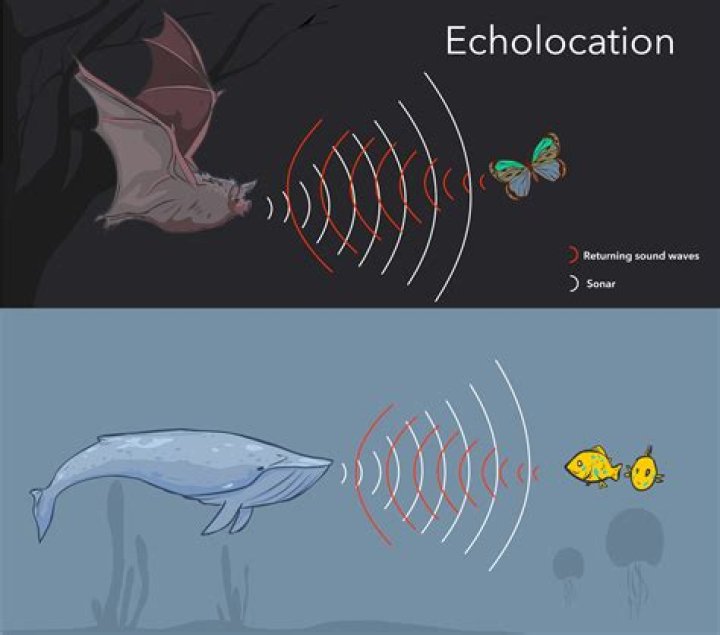 Why do bats echolocate?