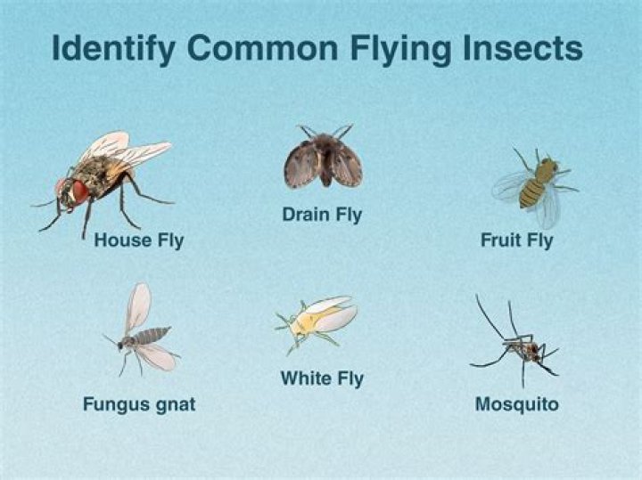 Why do insects have feelers?
