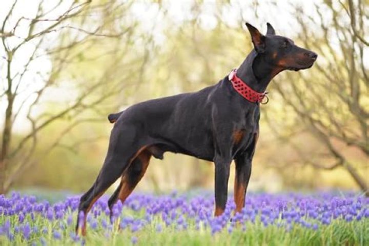 Why dobermans tail is cut?