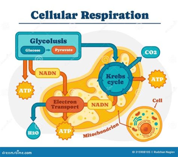 Why is nad important in cellular respiration?