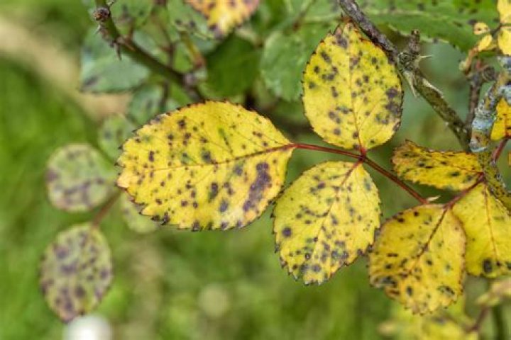 Why is sod turning yellow?
