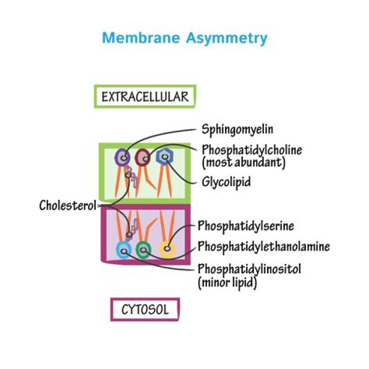 Why is the membrane asymmetric?
