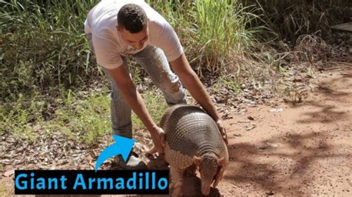 Will an armadillo attack a dog?