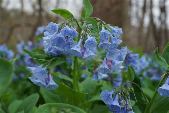 Will bluebells grow in full sun?