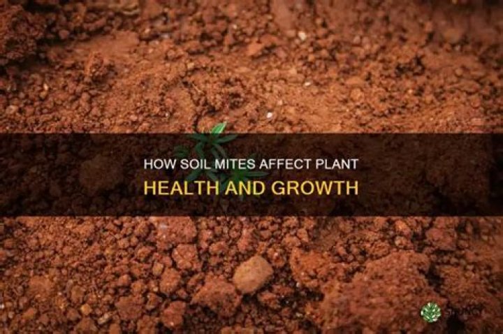 Will soil mites kill my plant?