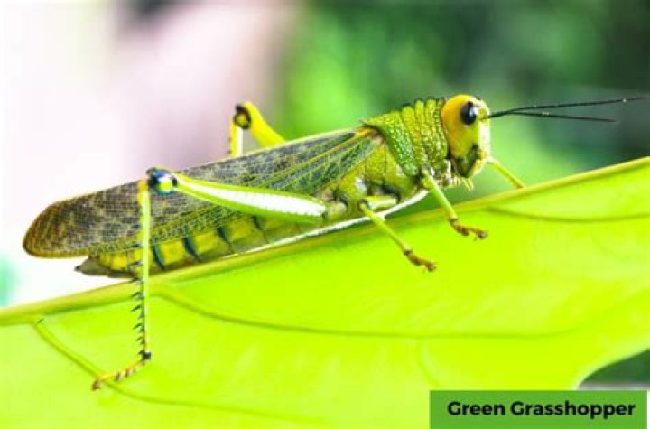 Will toucans eat grasshoppers?